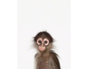 The Animal Print Shop Baby Monkey
