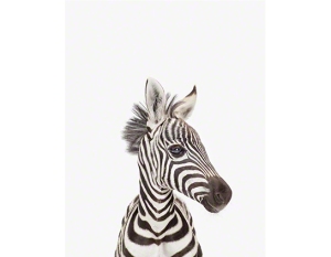 The Animal Print Shop Baby Zebra
